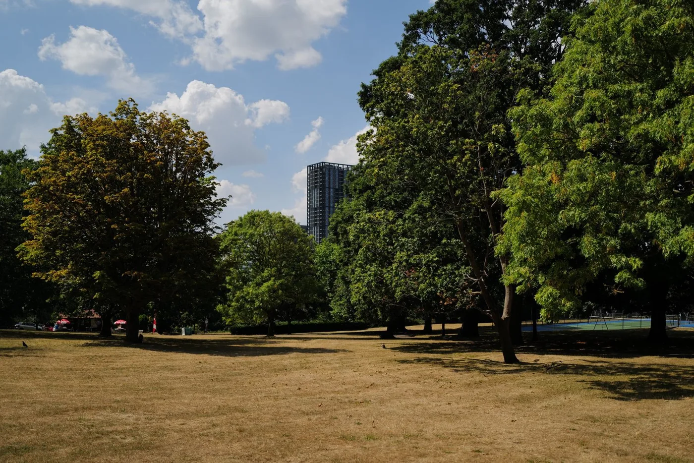 Parkland with a tower block beyond the trees