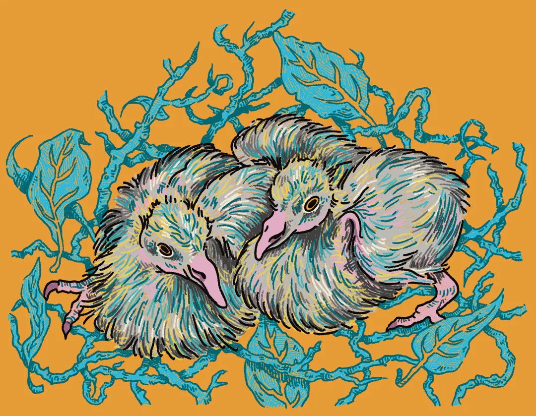 Illustration of two young pigeons huddled in a nest of blue twigs and leaves on an orange background