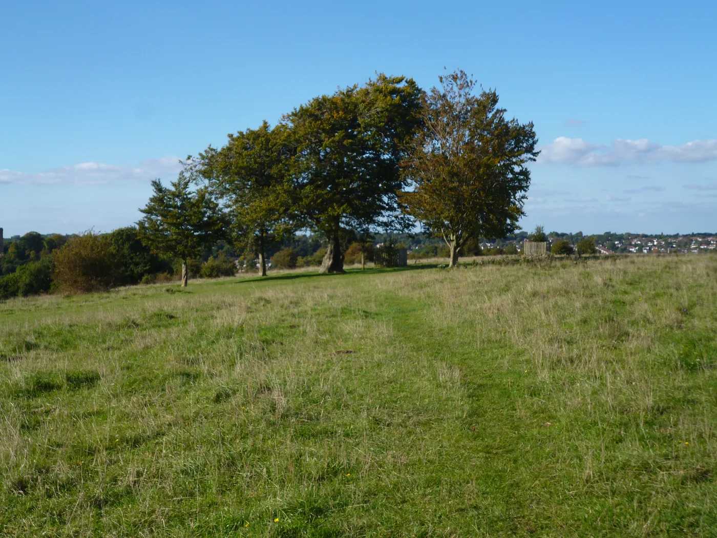 Beech trees beside a grass path on Farthing Downs, Coulsdon